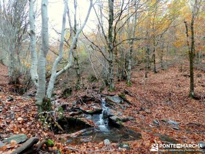 Hayedo Tejera Negra - Fiesta Almudena;como hacer amigos nuevos rutas a pie 